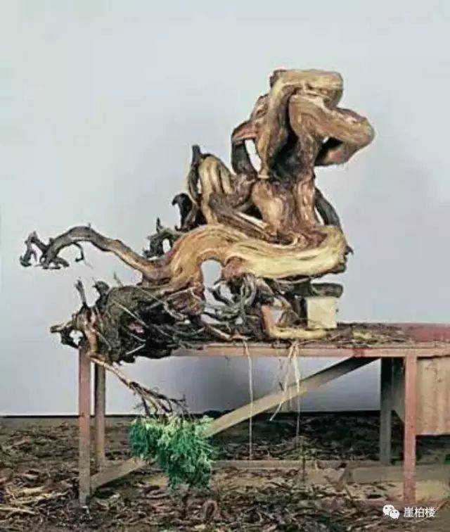 图解 木村正彦制作崖柏盆景的23个过程