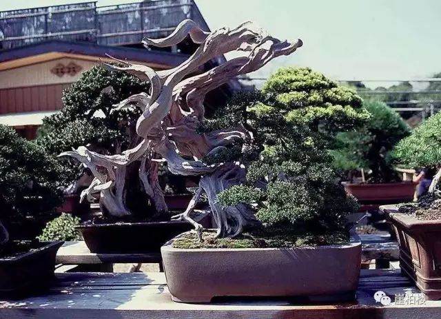 图解 木村正彦制作崖柏盆景的23个过程