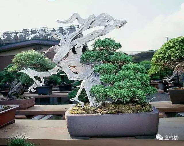 图解 木村正彦制作崖柏盆景的23个过程