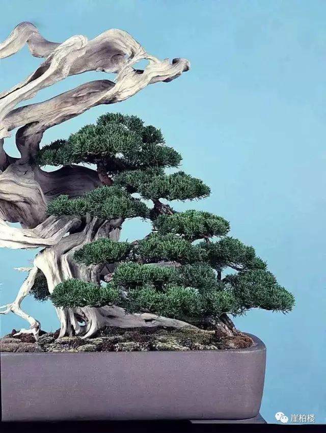 图解 木村正彦制作崖柏盆景的23个过程