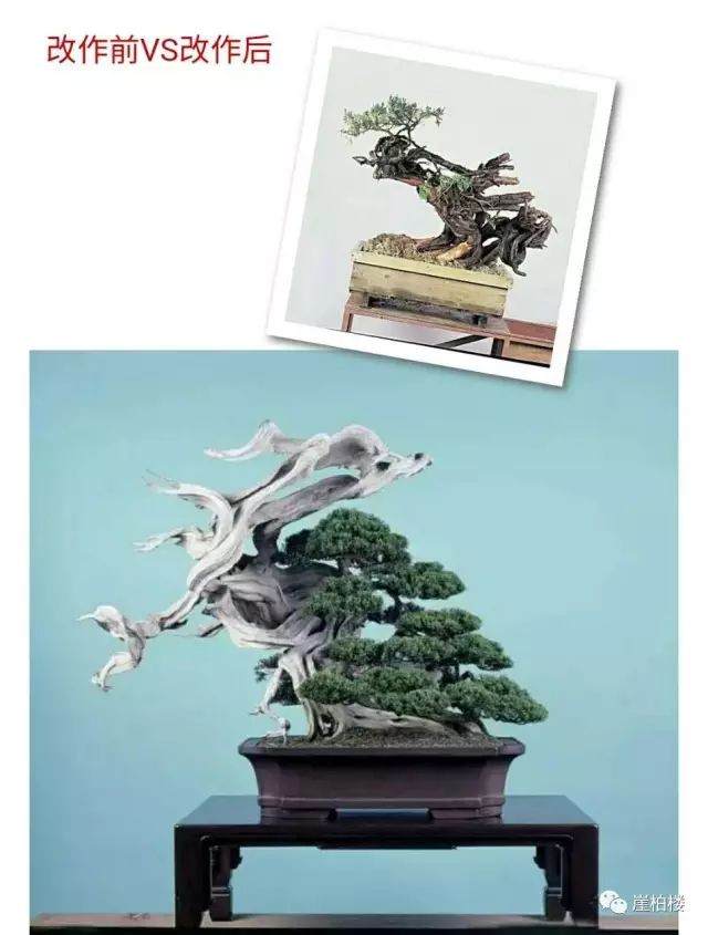 图解 木村正彦制作崖柏盆景的23个过程