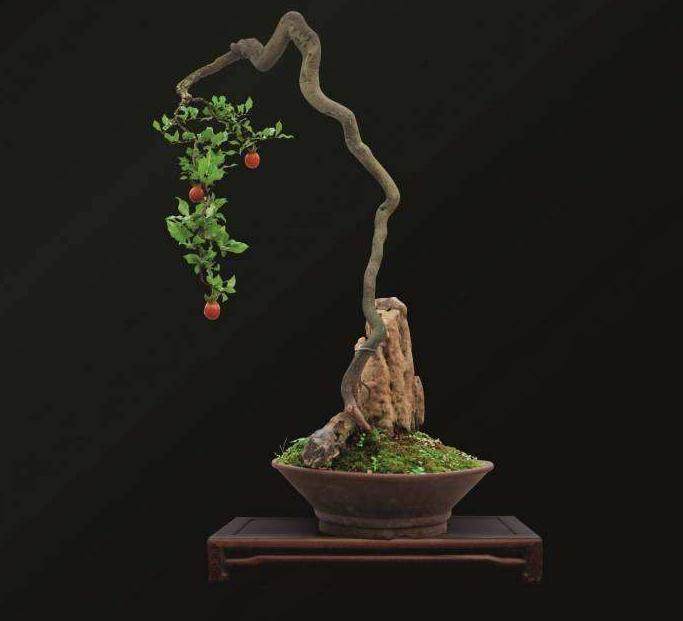 根插也是繁殖金弹子盆景的主要方法