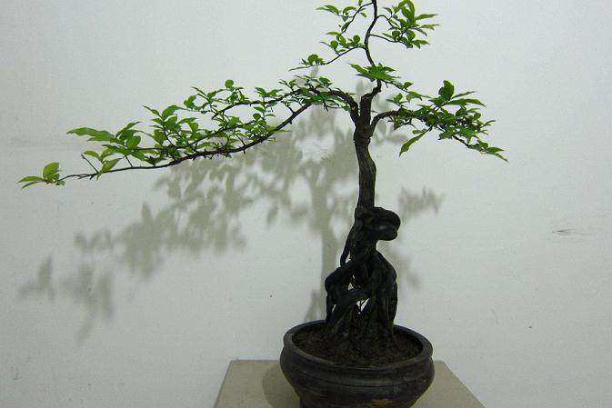 第二年开花结果的金弹子盆景 进行一次修剪