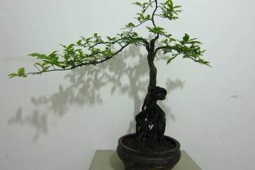 第二年开花结果的金弹子盆景 进行一次修剪