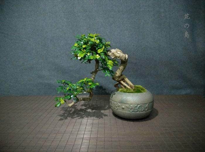 对养护清香木盆景的5点小建议