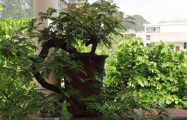 清香木作为盆景素材主要有以下3个优势