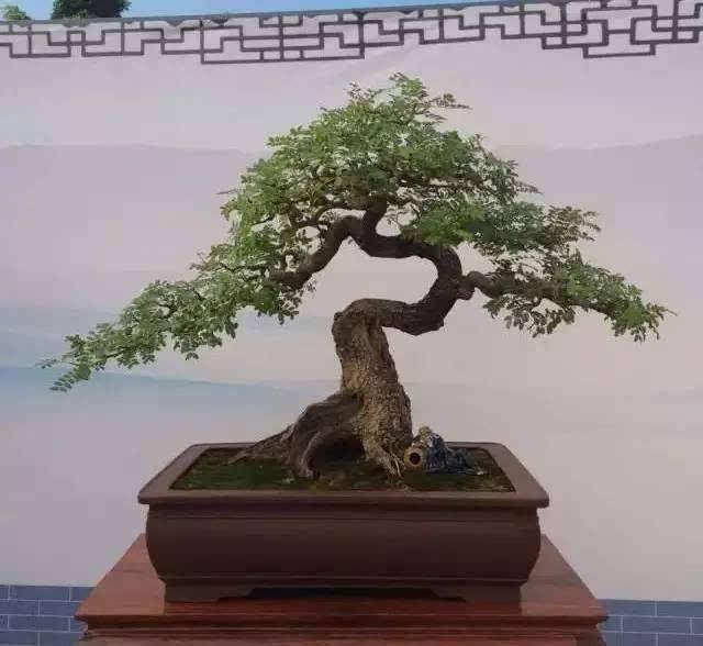 清香木盆景繁殖多用播种法 出苗率高