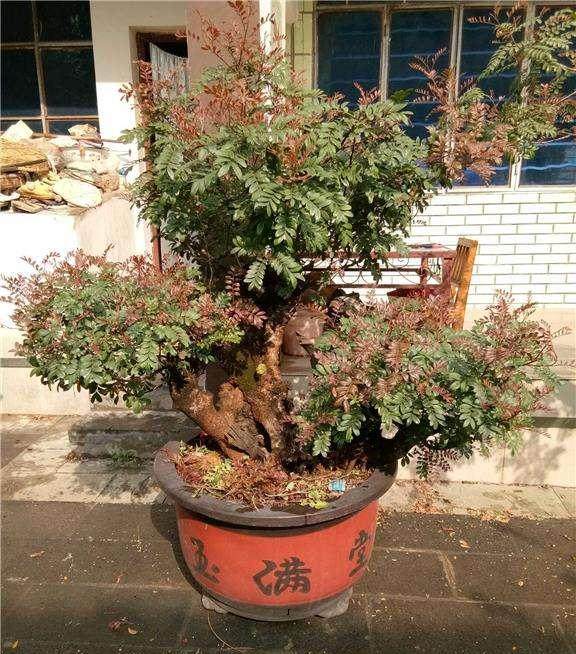 清香木盆景繁殖多用播种法 出苗率高