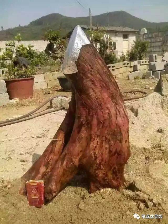 图解 一棵罗汉松下山桩四年的成长历程