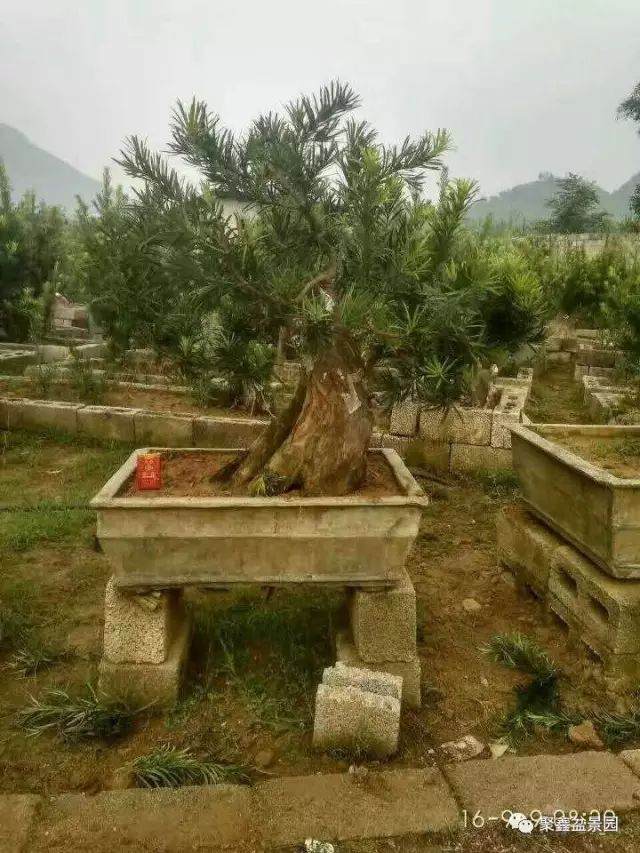 图解 一棵罗汉松下山桩四年的成长历程