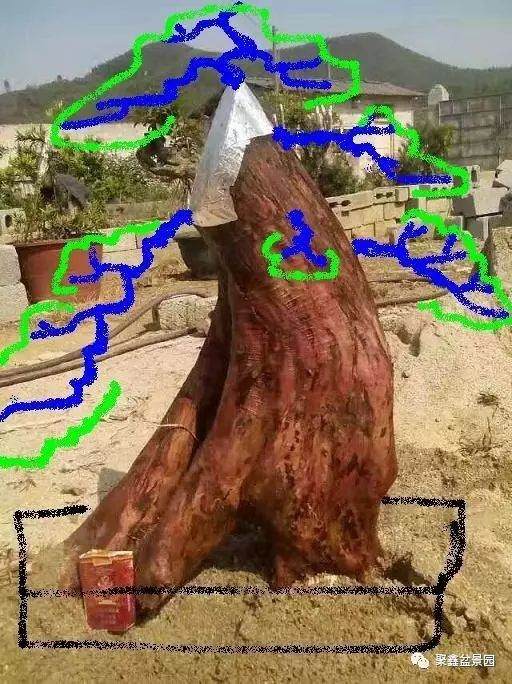 图解 一棵罗汉松下山桩四年的成长历程