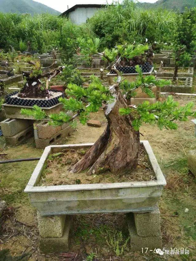 图解 一棵罗汉松下山桩四年的成长历程