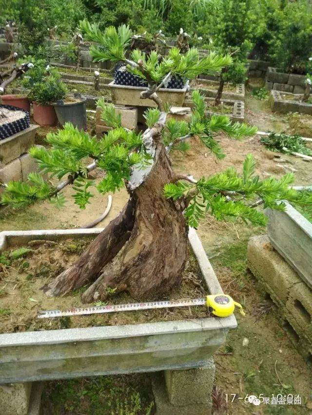 图解 一棵罗汉松下山桩四年的成长历程