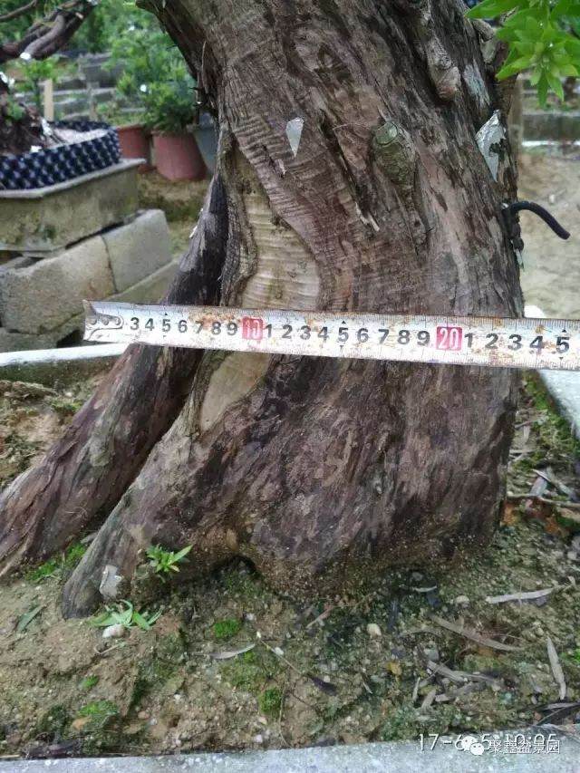 图解 一棵罗汉松下山桩四年的成长历程