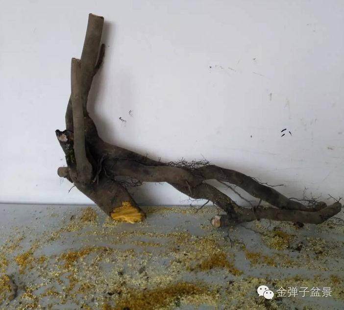 图解 下山桩怎么修剪最好 大师方法 图片