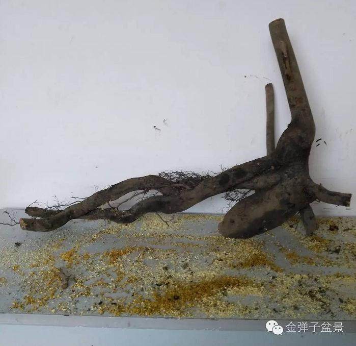 图解 下山桩怎么修剪最好 大师方法 图片
