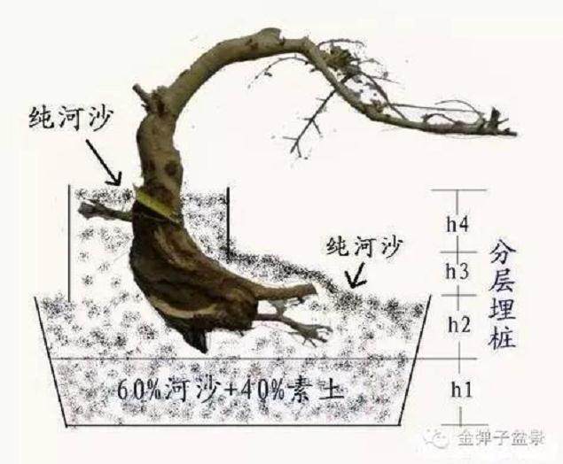 图解 下山桩怎么修剪最好 大师方法 图片