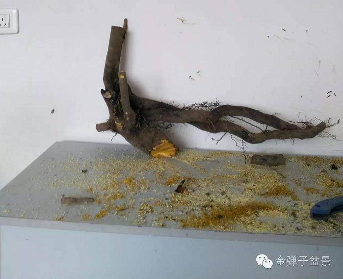 图解 下山桩怎么修剪最好 大师方法 图片