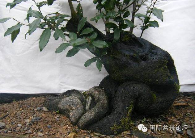 金弹子下山桩的栽培技巧