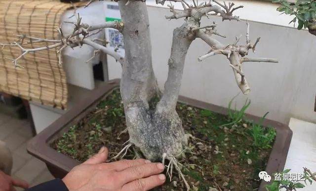 盆景提根必不可忽略的多种方式