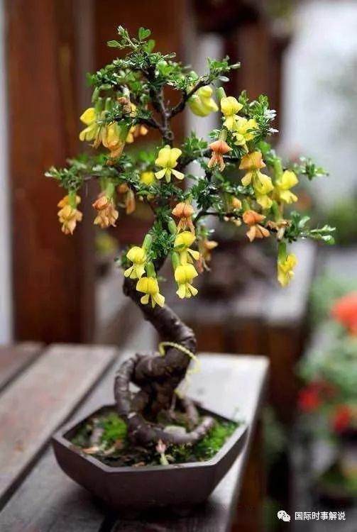 金雀盆景的制作步骤与养护方法