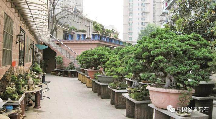 走进中盆协副会长芮新华的盆景世界