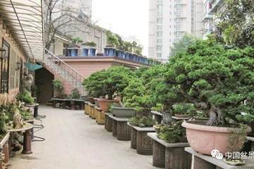 走进中盆协副会长芮新华的盆景世界