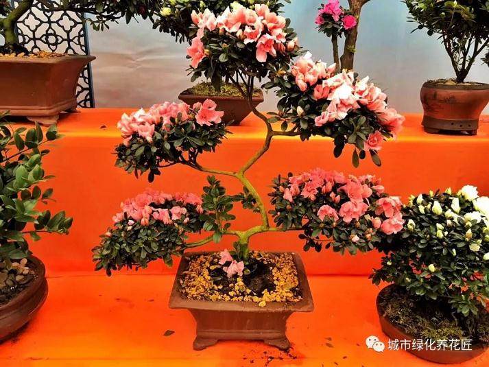 杜鹃盆景爆发病虫害以后怎么防治?