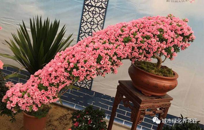 养护杜鹃盆景怎样提前预防病虫害