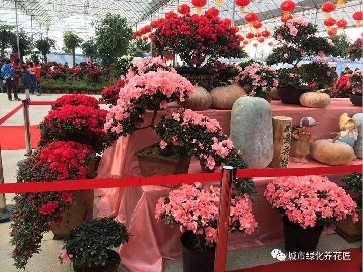 盆景杜鹃花该怎防治病虫害?