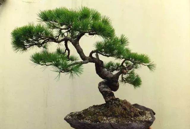 什么是盆景树桩盆？