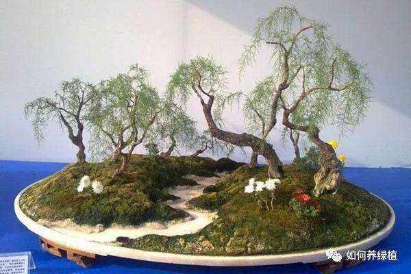 垂柳式柽柳盆景的制作