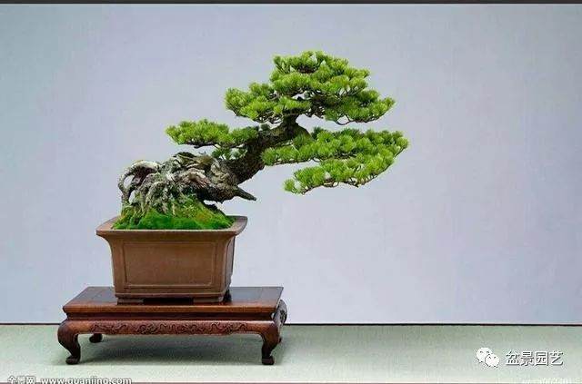 如何给给树木、山石盆景上苔藓？