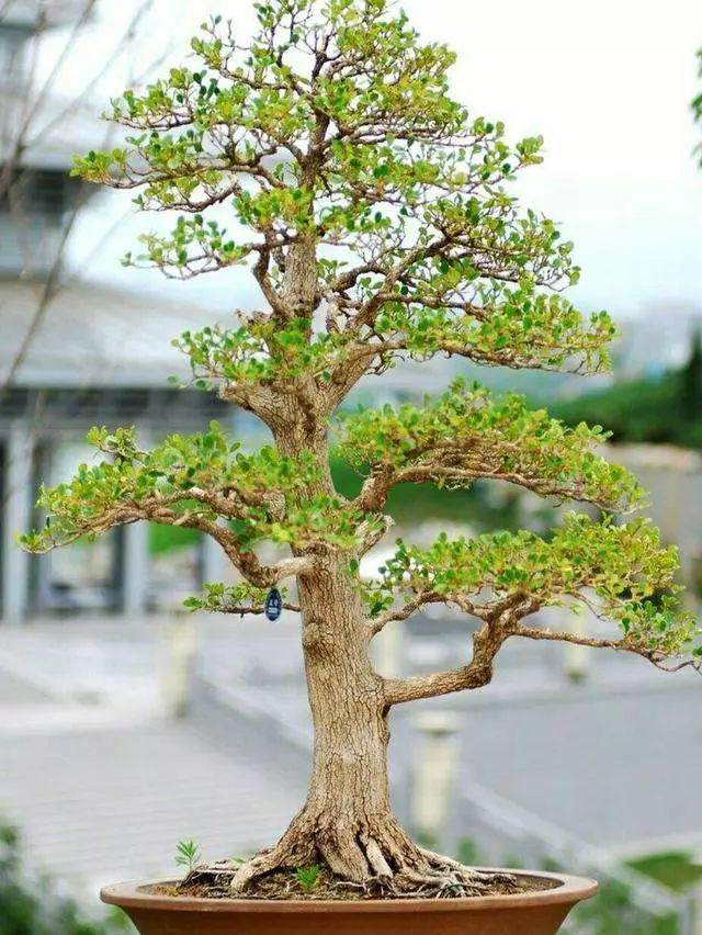 怎样才能养好漂亮小叶黄杨盆景?