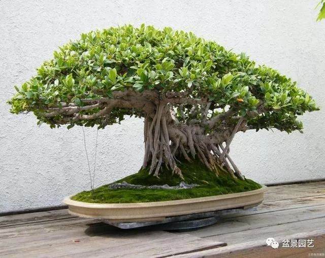 盆景的根部生长 会受到这3个方面限制