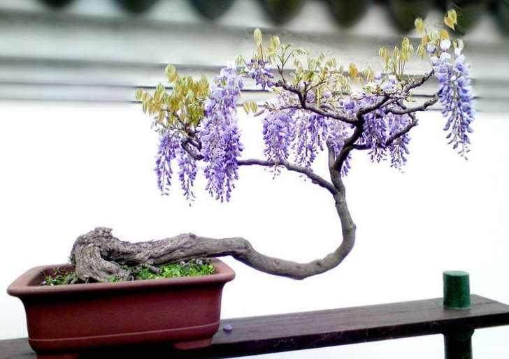 怎么制作紫藤盆景？上盆与浇水