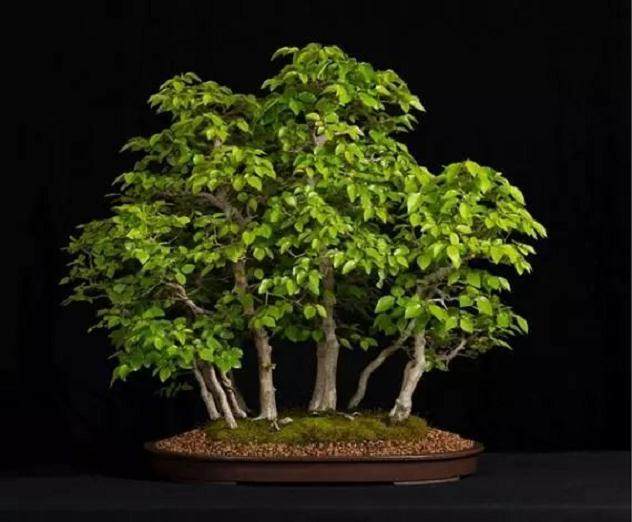 鹅耳枥盆景的制作与养护