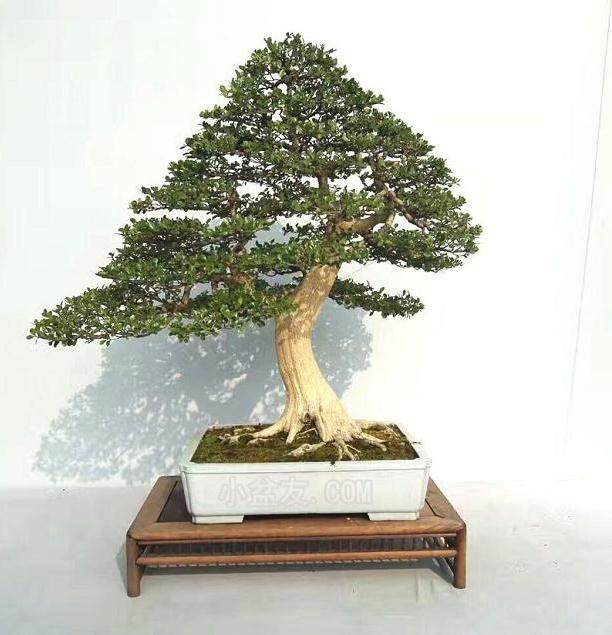 江都成立了盆景协会 并从多方面着手解决