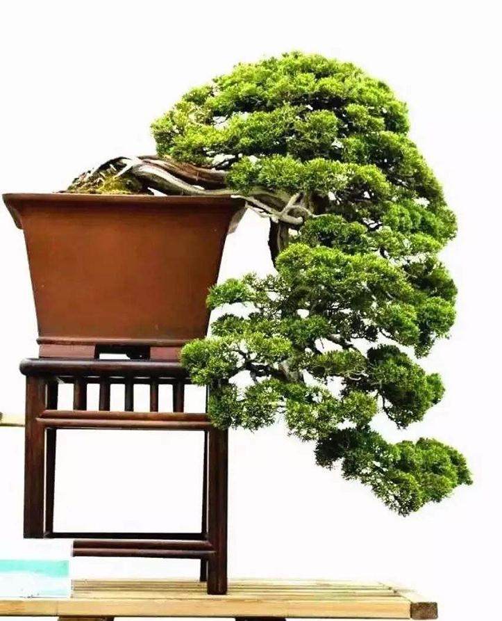 江都盆景缺乏创新 主要表现在三个方面