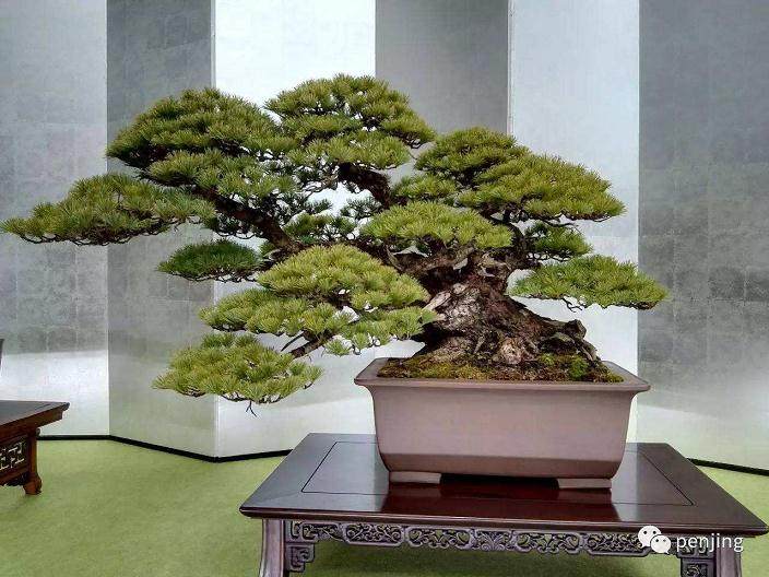 江都盆景产业发展存在的3个问题