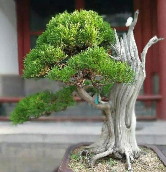 柏树盆景的修剪造型