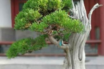 柏树盆景怎么修剪造型的3个方法