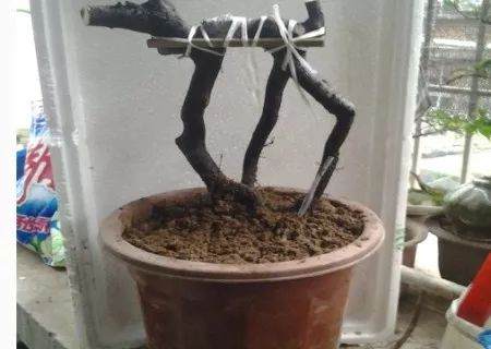 金弹子下山桩的栽培图解法 8幅