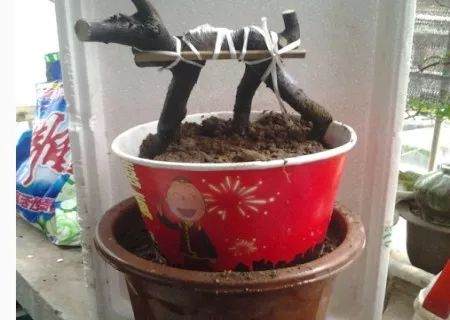 金弹子下山桩的栽培图解法 8幅