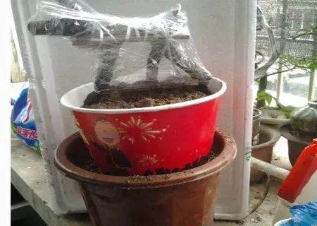 金弹子下山桩的栽培图解法 8幅
