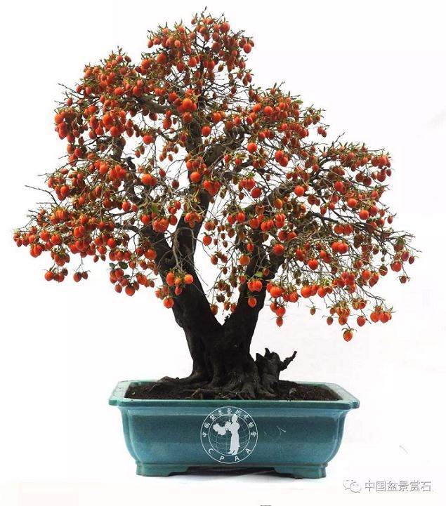 老鸦柿盆景的挖桩与修剪消毒