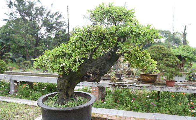 金弹子盆景的雄花开了之后 怎么办?