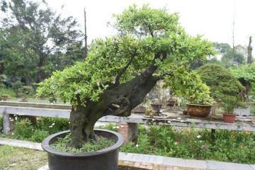 碳化金弹子盆景的雄花开了之后 怎么办