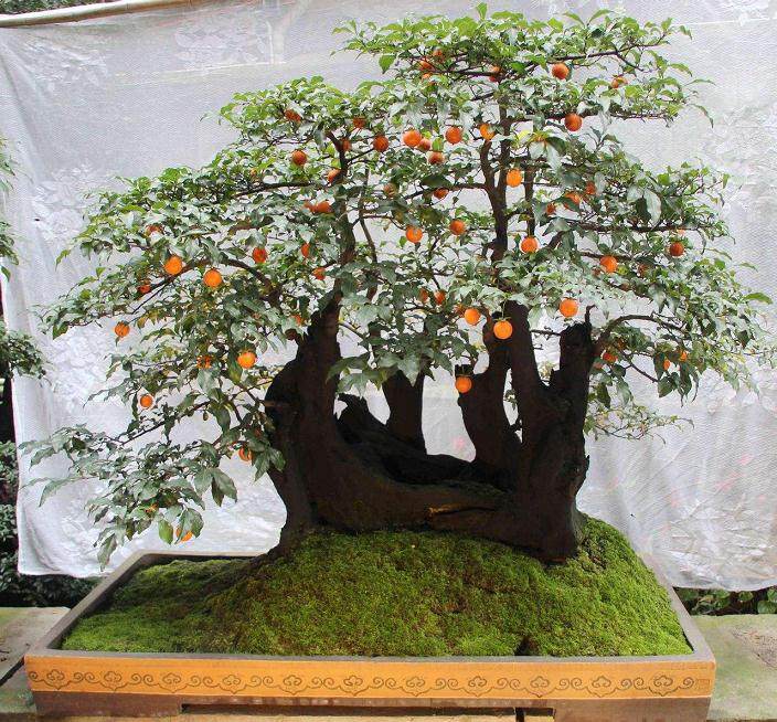 金弹子盆景快速挂果的方法与技巧