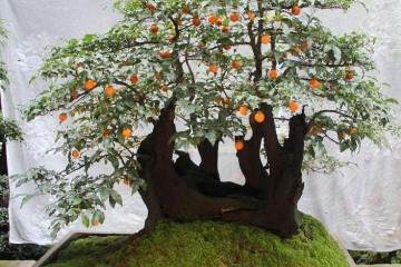 金弹子盆景授粉后怎么快速挂果的方法